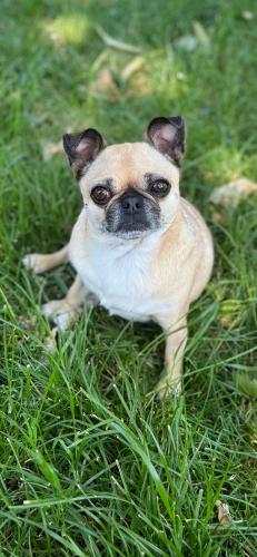 a small pug dog sitting in the grass at BeBaBops Homestay Utrecht in Utrecht