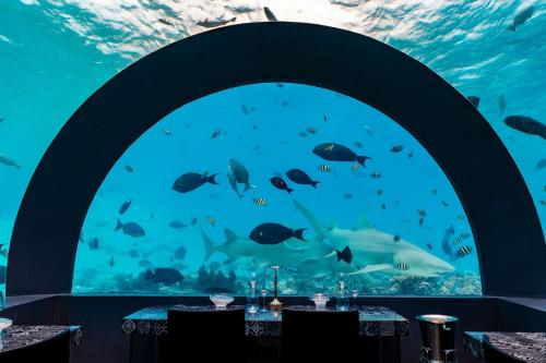 a room with an aquarium with fish in it at You & Me Maldives - Adults Only - Premium All-Inclusive in Raa Atoll