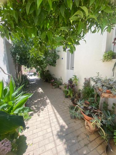 un patio con muchas plantas y árboles en Grandmother's House en Famagusta