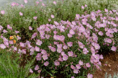 a bunch of pink flowers in a field at Galio Suites Airport by Airstay in Spáta