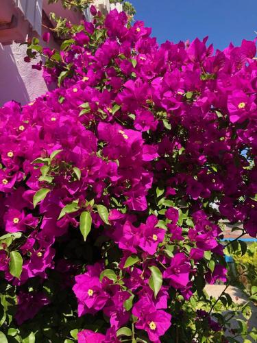 a bunch of purple flowers in a pot at Lavinya Otel in Golturkbuku