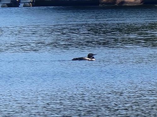 a duck swimming in a body of water at Camp Lake Bear in South Colton