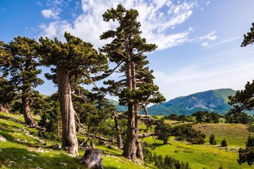 um grupo de árvores numa colina com montanhas ao fundo em Casa vacanze da CLARA em Castrovillari