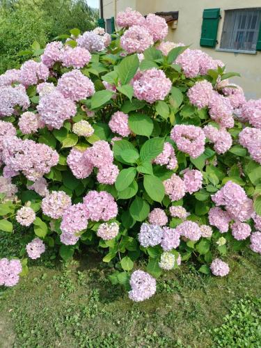 a bush of pink flowers in front of a house at Casa relax immersa nel verde della natura in Casalborgone