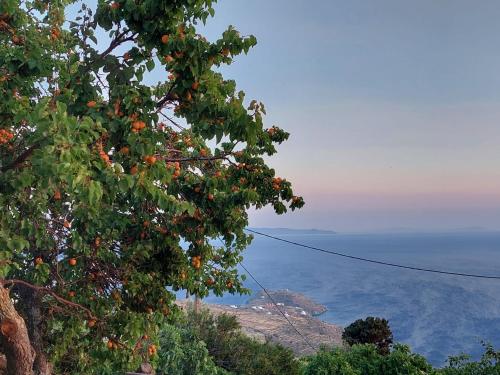 a view of the ocean from behind a tree at Vlami's House Andros in Apróvaton