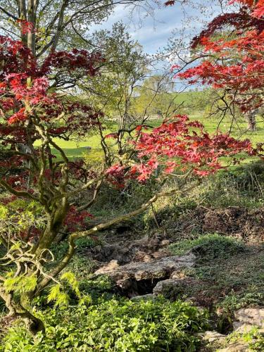 a tree with red leaves in a field at Llanerchydol Hall Suites in Welshpool