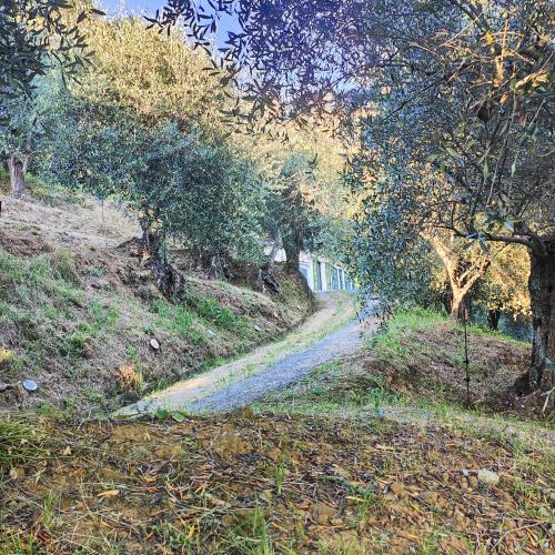 a path in the middle of a field with trees at Massaciuccoli Romana in Massaciuccoli
