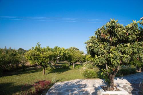 Blick auf einen Garten mit Bäumen und Gras in der Unterkunft Livadi house in Theologos