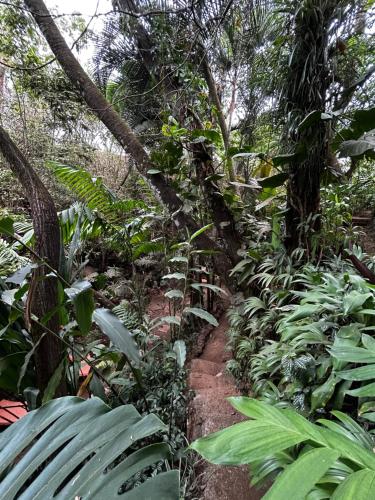 a trail in the middle of a forest with plants at Eco Villas Tambor Tucanes in Tambor