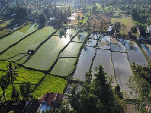 an aerial view of rice fields and a river at Jonny's Places in Tetebatu