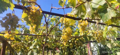 a bunch of grapes hanging from a tree at House of Warmth in Bagdatʼi