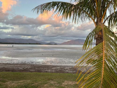 a palm tree on a beach with the water at chez Gérald in Noumea