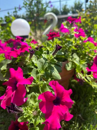 a bunch of pink flowers in a garden at Olympus Sea View Apartment. in Nea Kalikratia