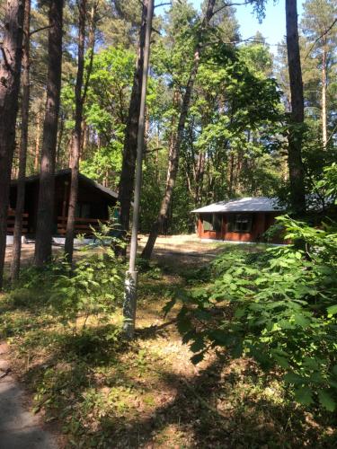a cabin in the woods with trees at Leśnik Bungalow Stegna - domki letniskowe nad morzem in Stegna