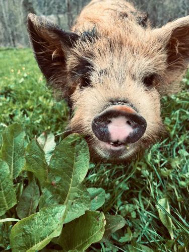 a pig sticking its nose in the grass at Obergersbach in Floitensberg