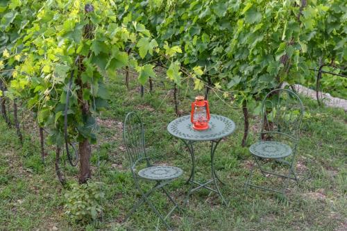 Apartments and Winery Djukovicにある庭