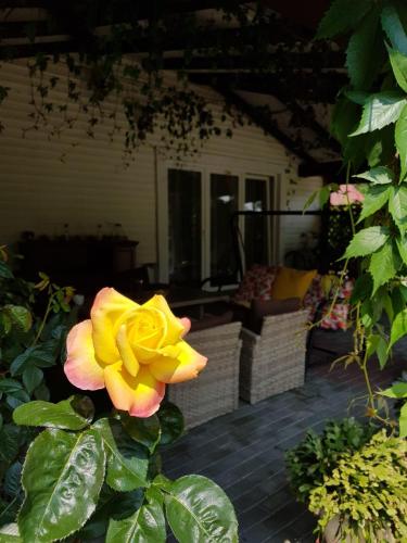 a yellow rose in front of a house at Willa Różana in Rymanów-Zdrój