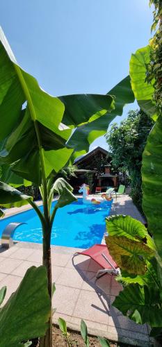 a large green leafy tree next to a swimming pool at APARTMAN MURKO P-4 in Ljubljana
