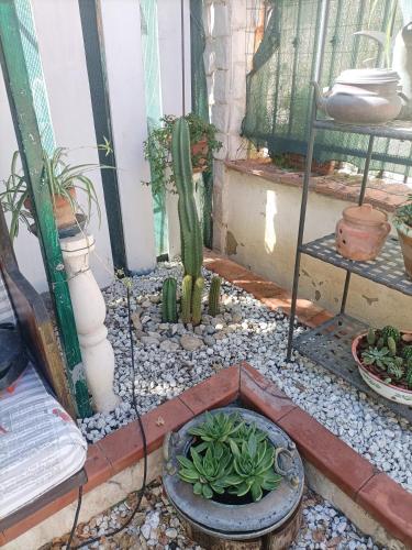 a garden with cactuses and plants in a room at La Casa In Pietra in Santa Caterina Villarmosa