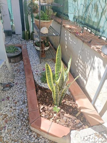 a small garden with a plant in a brick pathway at La Casa In Pietra in Santa Caterina Villarmosa