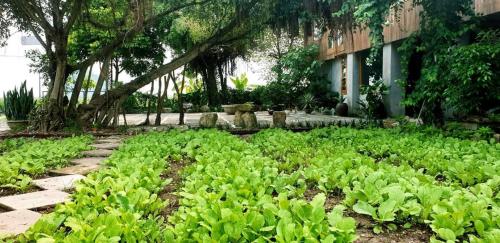 a garden filled with lots of green plants at Tuyet's hostel in Ninh Binh