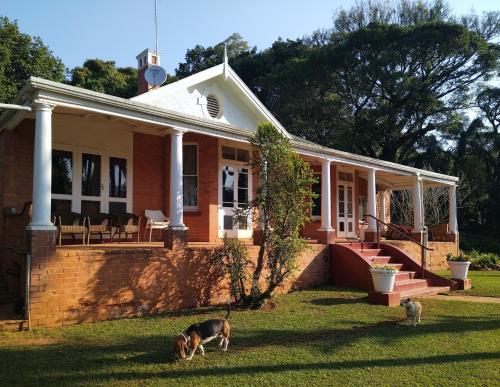 deux chiens debout dans l'herbe devant une maison dans l'établissement Yalta Park, à Pietermaritzburg