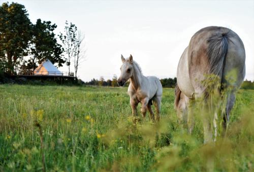 koń i źrebię idące po polu w obiekcie Ohukotsu Glamping w mieście Ohukotsu