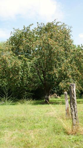 a tree in the middle of a field next to a fence at Ferienwohnung Fuchsberge in Letschin
