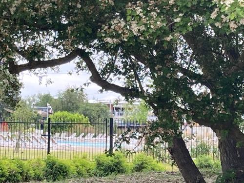 a tree with flowers on it next to a fence at Prime Location & Luxurious Hot Tub in Tattershall