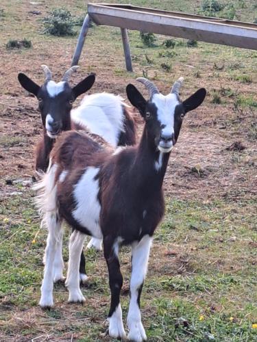 three goats standing in a field next to a bench at Pond Beach 2ppl-private Hot tub in Errill