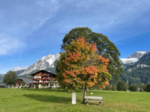 a bench under a tree in a field with mountains at Pension Möslehnerhof in Ramsau am Dachstein