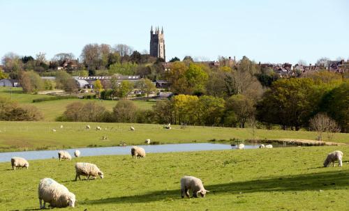 a herd of sheep grazing in a field next to a pond at SHEPHERDS HUT in Kent