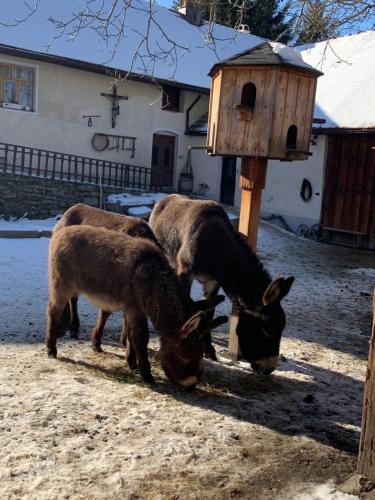 three animals grazing in the snow next to a bird house at Chalupa Gretl in Pohorsko