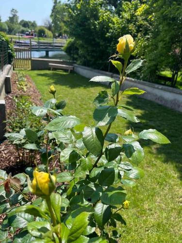 a plant with yellow roses growing in a garden at Gite Le Long de l'eau in Long