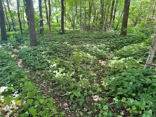 a forest filled with lots of green plants and trees at Fred og Ro Ferielejlighed in Ulstrup