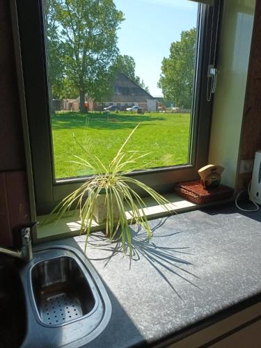 a plant sitting on a window sill next to a sink at Bollenboet in Sint Maarten
