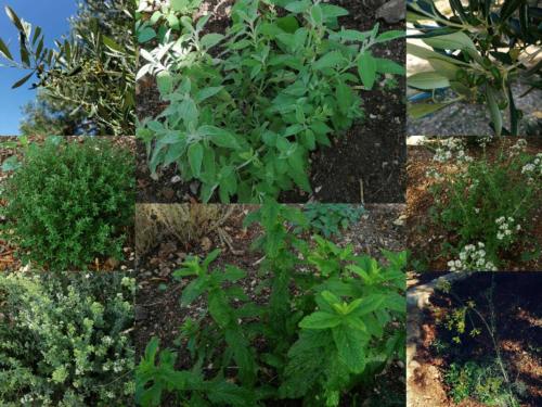 a collage of photos of plants in a garden at TerraOliva&herbs in Vátos