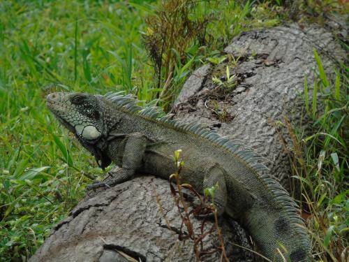 a lizard sitting on a rock in the grass at Hotel Reserva de Piedemonte in Villavicencio