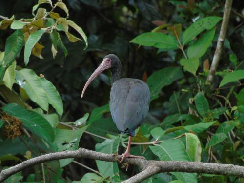 a bird sitting on a tree branch at Hotel Reserva de Piedemonte in Villavicencio