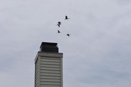 a group of birds flying over a building at Carraig Nua House in Fish Creek