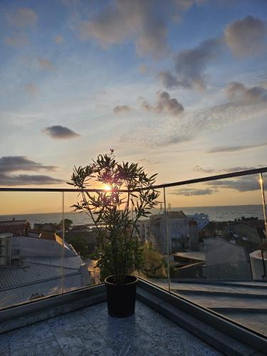 a potted plant sitting on top of a balcony at Tomis’ Dreams in Constanţa