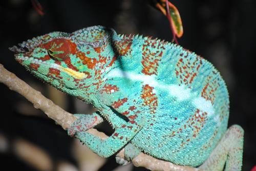 a blue and red chameleon sitting on a branch at Villa Palissandre in Nosy Be