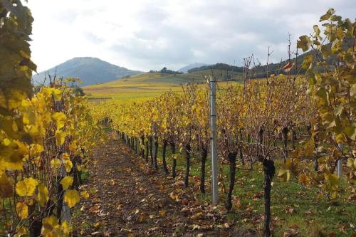 a row of grapes in a vineyard in a field at Le Kelsch, loft duplex 130m2, proche vignoble in Marlenheim