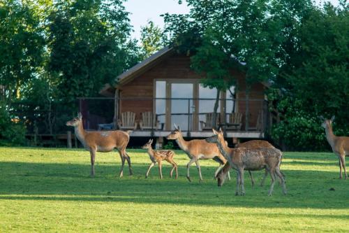 eine Gruppe Hirsche, die im Gras vor einer Hütte spazieren in der Unterkunft Parc Animalier de Sainte-Croix in Rhodes
