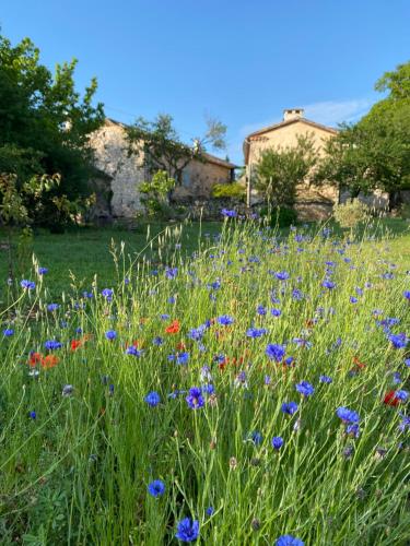 a field of flowers with houses in the background at La Pause noble val in Saint-Antonin