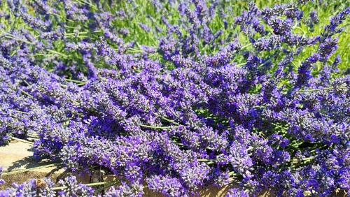 un montón de flores púrpuras en un campo en Apartment Wine & Olive oil Mofardin en Koper