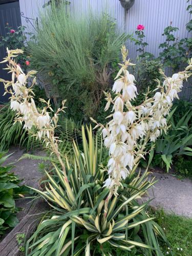 a bunch of white flowers in a garden at Dom’s Garden in Livarot
