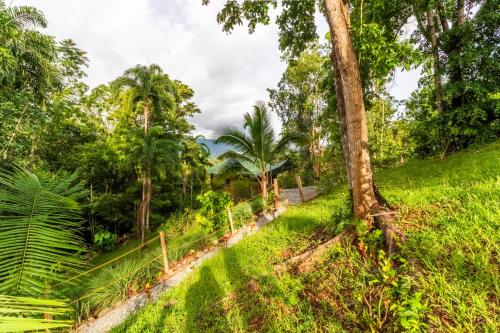 a path through a forest with trees and grass at Paradiselodge Jungleguesthouse in Platanillo