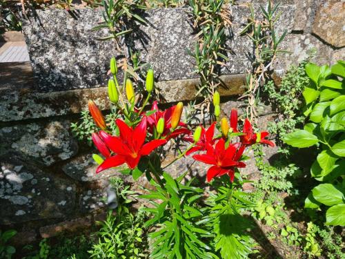 a group of red flowers in front of a stone wall at Villa Axarquía de Gredos in Arenas de San Pedro