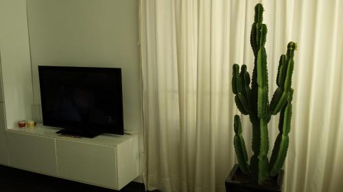 einen Fernseher auf einem Schrank neben einem Kaktus in der Unterkunft Apartamento Paco in Playa del Ingles